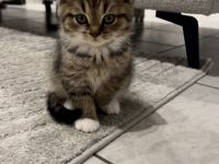 BKH kitten 15.08 geboren
