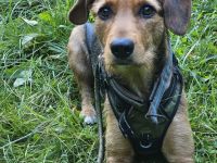 Laika sucht ihren Seelenverwandten...