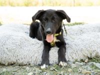 Mylo sucht sein zu Hause...