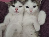 2 kitten brüder