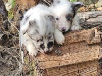Sheltie-Mädchen
