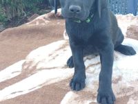 Labrador welpen
