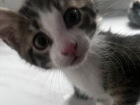 Kleine Kitten suchen ihr für-immer Zuhause