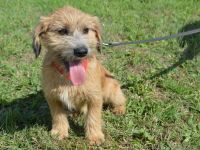 ASLAN, Rauhaardackel/Terrier Mischling (kastriert) SGB 625,00 €