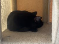 4 Maine Coone mix kitten abzugeben