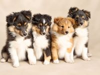 Sheltie Welpe, Rüde, VDH