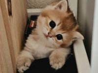 Bkh kitten Stammbaum