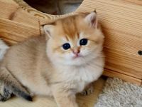 Bkh kitten Stammbaum