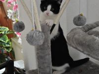 Katze - Kitten