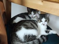 2 liebe, junge Katzenmädchen
