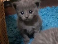 Bkh Kitten in Blau und Silver Tabby