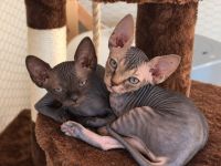 4 Sphynx Kitten suchen Zuhause :)