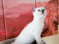 5 BKH-Colourpoint-Kitten: In wen hast du dich verliebt?
