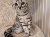 Süßer Katzenjunge Mix aus American Curl und BKH