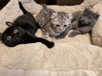 5 Zuckersüßen Kitten Mix Amerikan Curl und BKH