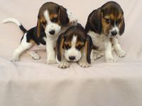 Beagle Welpen tricolor