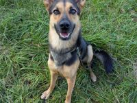 Schäferhundmischling Leica sucht Zuhause für's Leben