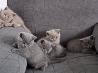 BKH-Kitten