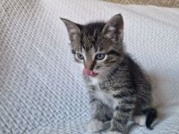 2 von 5 süßen Babykitten