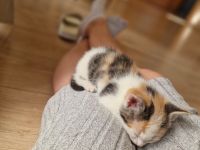 1 von 5 süßen Babykitten