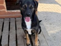 Kaley sucht ihr Für-immer-Zuhause