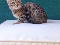 Traumhafte Bengal-Katze, 4 Monate alt – sehr verspielt & lieb