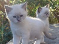 Für zwei Kitten, Ragdoll- Mischlinge Zuhause gesucht