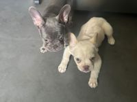 2 Frenchies 5 Monate alt
