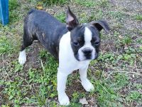 Boston Terrier Jungrüde mit enorm viel Potential, FCI Ahnentafel.