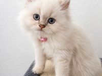 Bildhübsches, verschmustes BLH-Kätzchen auf der Suche nach einer liebevollen Familie 🐾❤️ - SOFORT