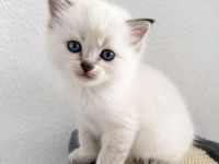 Wunderschöne, verschmuste BLH Ragdoll Kitten suchen ihr neues Zuhause 🐾🤍 - SOFORT