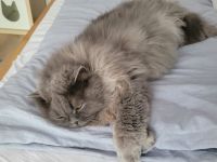Liebe BLH-Dame, 8 Jahre, sucht ein neues Zuhause