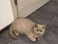 Liebevoller BKH-Kater (4 Monate) sucht neue Zuhause