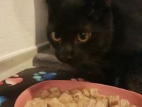 Liebes Katzen-Duo (6 & 4 Monate) sucht gemeinsam ein Zuhause