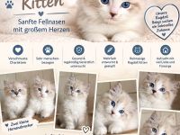 Ragdoll Kitten