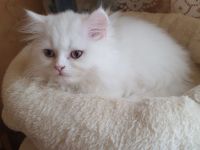BLH Katzenmädels weiß geboren am 17.06. 2026 suchen ein zu Hause