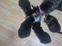 Süße Kitten suchen ein liebevolles Zuhause