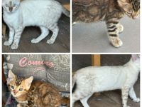 Bengal Kitten Snow Lynx / Braun / Snow Marbled Mit Stammbaum