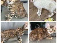 Bengal Kitten Snow Lynx / Braun / Snow Marbled Mit Stammbaum