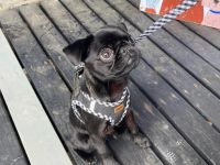Mops-Hündin
