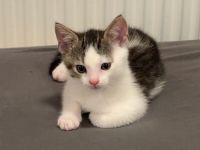 Kater abzugeben