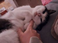 Luna sucht ein liebevolles, ruhiges Zuhause