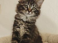 Norwegische Waldkatze