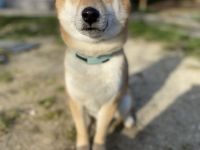 6 Jähriger Shiba Inu Rüde