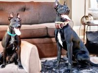 Bildschöne Malinoispubbys in dunkler Farbe!