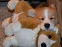 Gut erzogene Corgi-Welpen abgabebereit