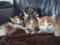 Zauberhafte Glückskätzchen (3-farbig) Maine-Coon Mix
