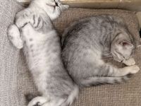 Süße BKH / BKL mix Kitten