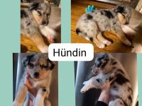 Border-Collie-Australian-Shepherd-Mix-Welpen