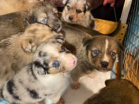 Border-Collie-Australian-Shepherd-Mix-Welpen